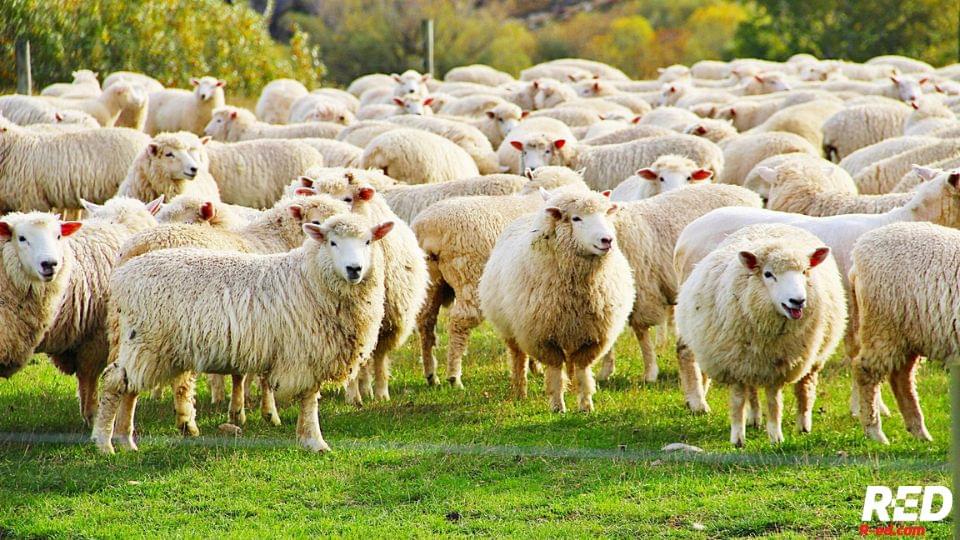 Rapid Education R-ed R-ed.com