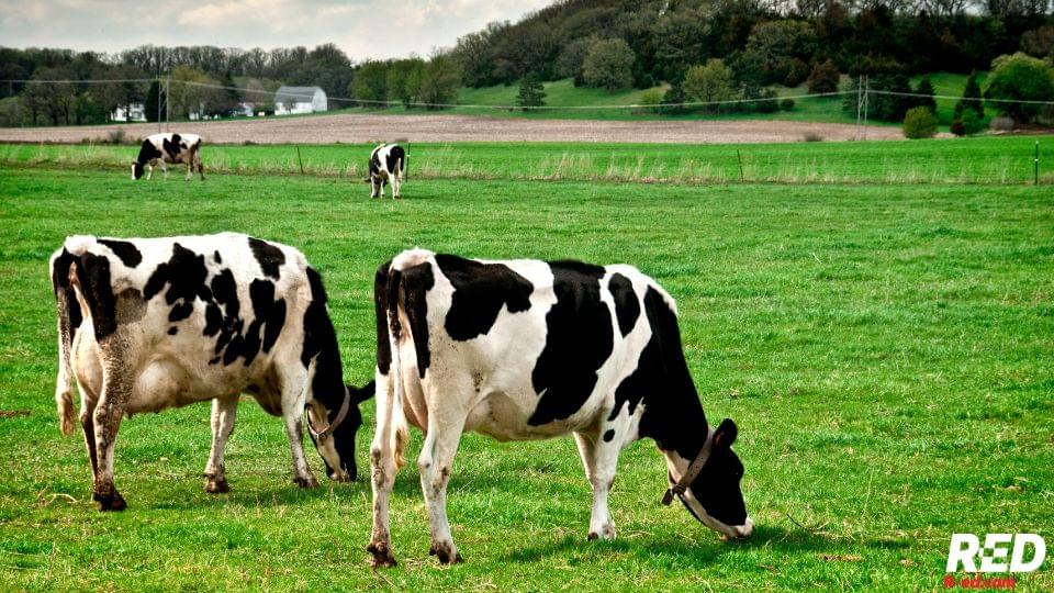 Rapid Education R-ed R-ed.com